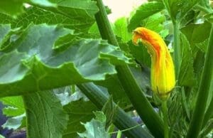 Zucchiniblätter