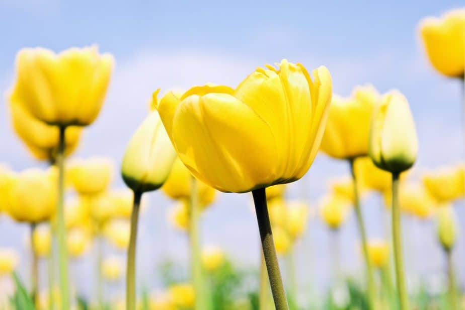 Gelbe Tulpen im Feld